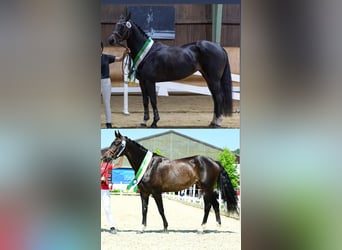 Österreichisches Warmblut, Stute, 6 Jahre, 160 cm, Dunkelbrauner