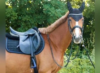 Österreichisches Warmblut, Stute, 6 Jahre, 162 cm, Fuchs