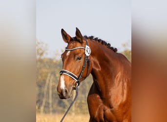 Österreichisches Warmblut, Stute, 6 Jahre, 164 cm, Brauner