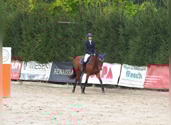 Österreichisches Warmblut, Stute, 6 Jahre, 164 cm, Brauner