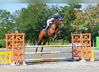 Österreichisches Warmblut, Stute, 6 Jahre, 164 cm, Brauner