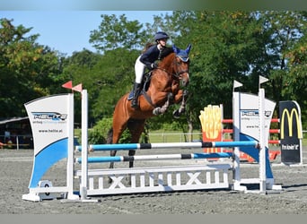 Österreichisches Warmblut, Stute, 6 Jahre, 164 cm, Brauner