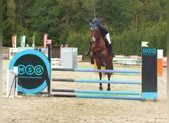 Österreichisches Warmblut, Stute, 6 Jahre, 164 cm, Brauner
