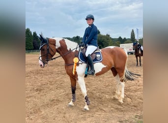 Österreichisches Warmblut, Stute, 6 Jahre, 164 cm, Schecke