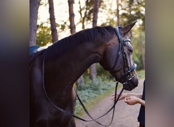 Österreichisches Warmblut, Stute, 6 Jahre, 165 cm, Schwarzbrauner