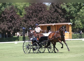 Österreichisches Warmblut, Stute, 6 Jahre, 167 cm, Brauner