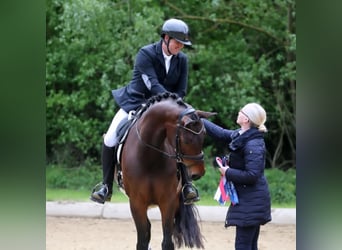 Österreichisches Warmblut, Stute, 6 Jahre, 167 cm, Brauner