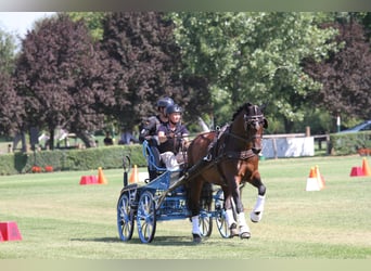 Österreichisches Warmblut, Stute, 6 Jahre, 167 cm, Brauner