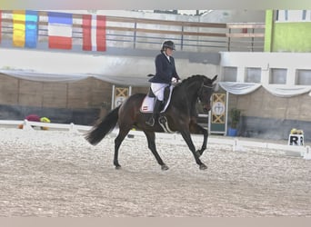 Österreichisches Warmblut, Stute, 6 Jahre, 167 cm, Brauner