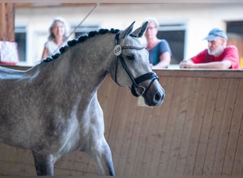 Österreichisches Warmblut, Stute, 6 Jahre, 168 cm, Apfelschimmel