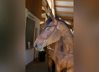 Österreichisches Warmblut, Stute, 6 Jahre, 168 cm, Brauner