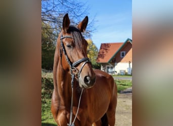 Österreichisches Warmblut, Stute, 6 Jahre, 169 cm, Brauner