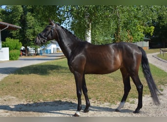 Österreichisches Warmblut, Stute, 6 Jahre, 169 cm, Rappe