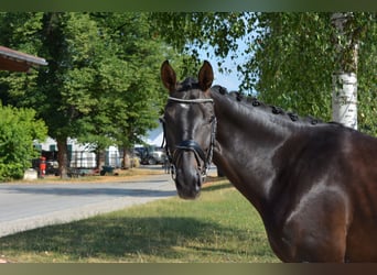 Österreichisches Warmblut, Stute, 6 Jahre, 169 cm, Rappe
