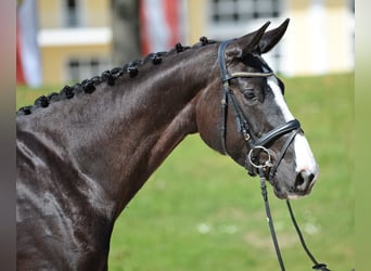Österreichisches Warmblut, Stute, 6 Jahre, 170 cm, Rappe