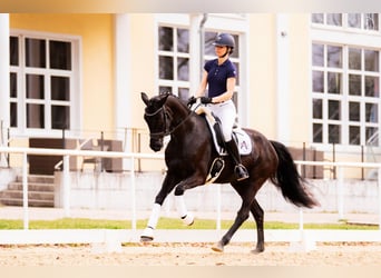 Österreichisches Warmblut, Stute, 6 Jahre, 170 cm, Rappe
