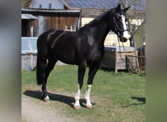 Österreichisches Warmblut, Stute, 6 Jahre, 170 cm, Rappe