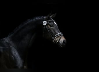 Österreichisches Warmblut, Stute, 6 Jahre, 170 cm, Schwarzbrauner
