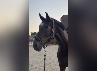 Österreichisches Warmblut, Stute, 6 Jahre, 170 cm, Schwarzbrauner