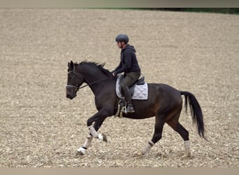 Österreichisches Warmblut, Stute, 6 Jahre, 172 cm, Dunkelbrauner