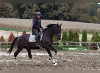 Österreichisches Warmblut, Stute, 6 Jahre, 172 cm, Dunkelbrauner