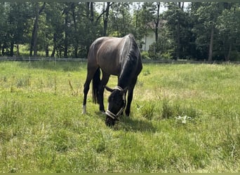 Österreichisches Warmblut, Stute, 6 Jahre, 172 cm, Dunkelbrauner