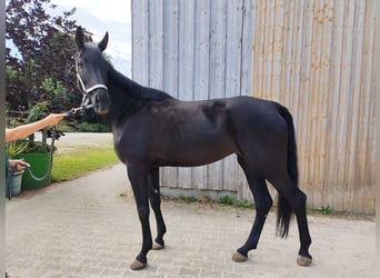 Österreichisches Warmblut, Stute, 6 Jahre, 172 cm, Rappe