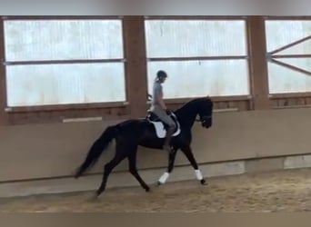 Österreichisches Warmblut, Stute, 6 Jahre, 172 cm, Rappe