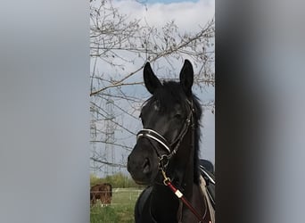 Österreichisches Warmblut, Stute, 6 Jahre, 175 cm, Rappe