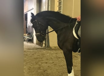Österreichisches Warmblut, Stute, 6 Jahre, 175 cm, Rappe