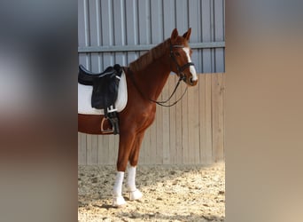 Österreichisches Warmblut, Stute, 7 Jahre, 162 cm, Fuchs