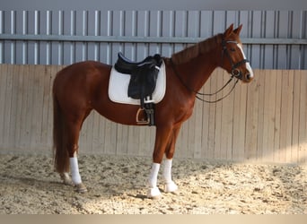 Österreichisches Warmblut, Stute, 7 Jahre, 162 cm, Fuchs