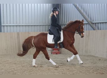 Österreichisches Warmblut, Stute, 7 Jahre, 162 cm, Fuchs