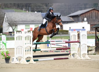 Österreichisches Warmblut, Stute, 7 Jahre, 164 cm, Brauner