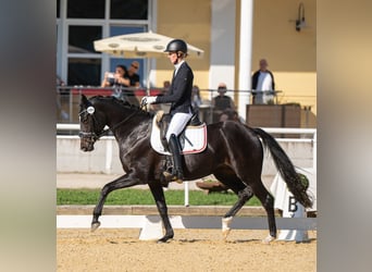 Österreichisches Warmblut, Stute, 7 Jahre, 165 cm, Brauner