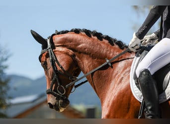 Österreichisches Warmblut, Stute, 7 Jahre, 165 cm, Brauner