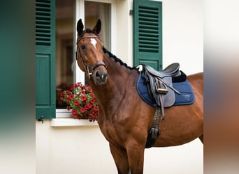Österreichisches Warmblut, Stute, 7 Jahre, 172 cm, Brauner