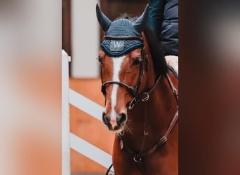 Österreichisches Warmblut, Stute, 7 Jahre, 172 cm, Brauner