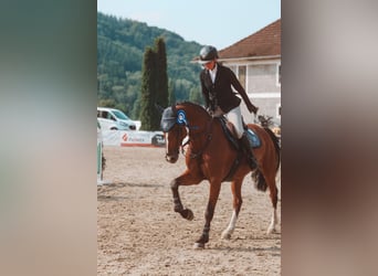 Österreichisches Warmblut, Stute, 7 Jahre, 172 cm, Brauner