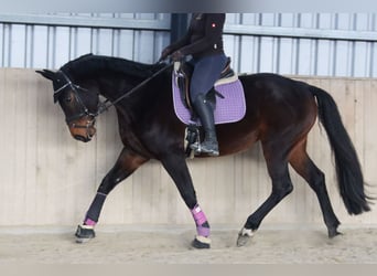 Österreichisches Warmblut, Stute, 7 Jahre, 172 cm, Dunkelbrauner