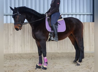 Österreichisches Warmblut, Stute, 7 Jahre, 172 cm, Dunkelbrauner