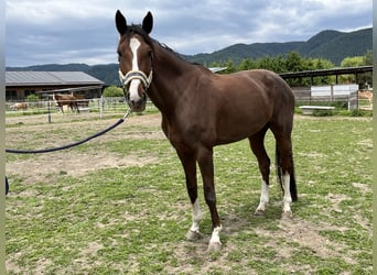 Österreichisches Warmblut, Stute, 7 Jahre, 173 cm, Dunkelfuchs