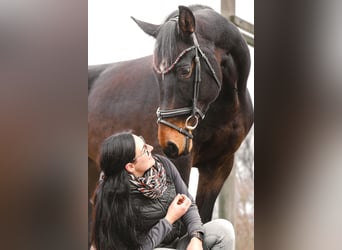 Österreichisches Warmblut, Stute, 7 Jahre, 174 cm, Schwarzbrauner
