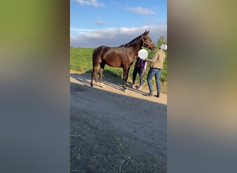 Österreichisches Warmblut Mix, Stute, 7 Jahre, 176 cm, Brauner