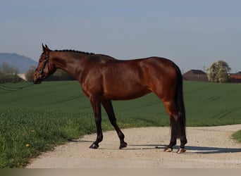 Österreichisches Warmblut, Stute, 8 Jahre, 162 cm, Brauner