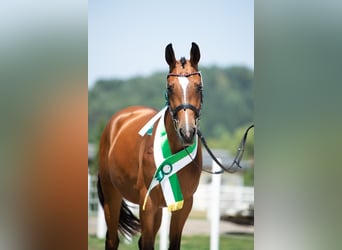 Österreichisches Warmblut, Stute, 8 Jahre, 163 cm, Brauner