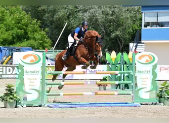 Österreichisches Warmblut, Stute, 8 Jahre, 167 cm, Fuchs