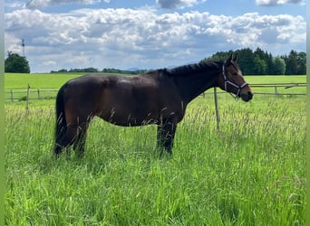Österreichisches Warmblut, Stute, 8 Jahre, 167 cm, Schwarzbrauner