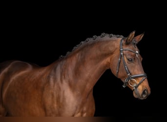 Österreichisches Warmblut, Stute, 8 Jahre, 170 cm, Dunkelbrauner