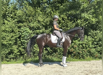 Österreichisches Warmblut, Stute, 8 Jahre, 170 cm, Rappe